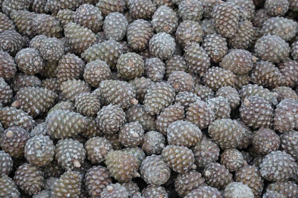 kozalak isleme tesislerinde yogun mesai donemi 9b2727cb9e80