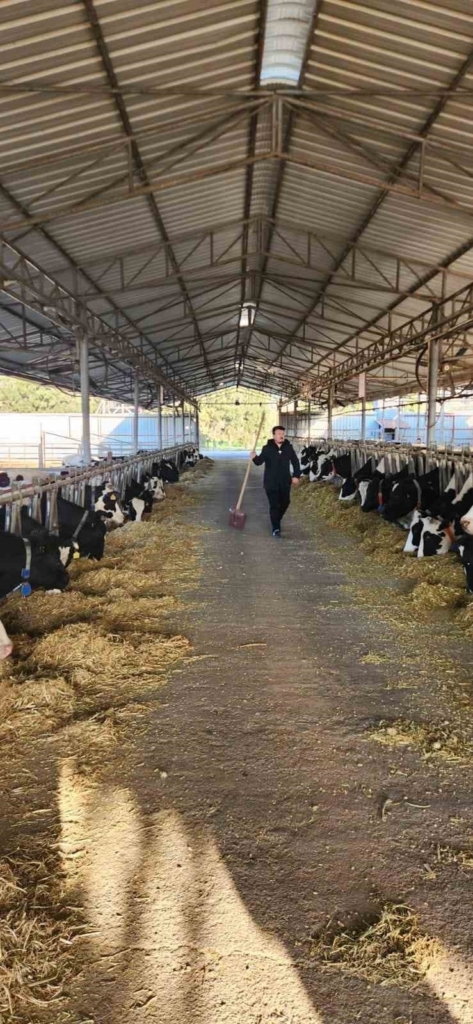 soke tayemde tuberkuloz ve brucella taramasi yapildi e9eadbebb782