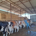 Söke’de 8 mahallede şap karantinası kaldırıldı