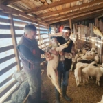 Tarım Müdürlüğü’nden Sazlı’da hayvan sağlığı mesaisi