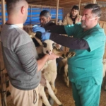 Tarım Müdürlüğü’nden Sazlı’da hayvan sağlığı mesaisi