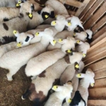 Tarım Müdürlüğü’nden Sazlı’da hayvan sağlığı mesaisi