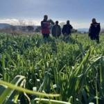 Tarımda kimyasalsız üretime yerinde inceleme