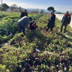 Tarımda kimyasalsız üretime yerinde inceleme