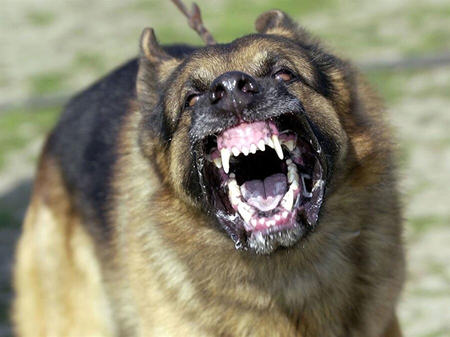 Aydın’da köpek saldırısı ağır yaraladı