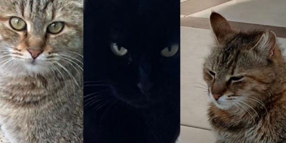 Aydın’da Rezidansta “Kedi Krizi”: Siteden atılacaklar
