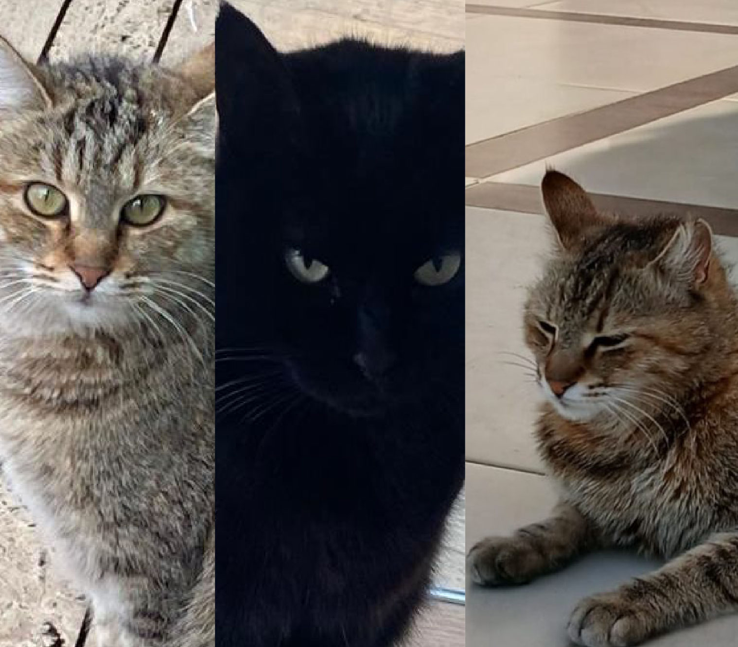 Aydın’da Rezidansta “Kedi Krizi”: Siteden atılacaklar 6 Aydın’da Rezidansta “Kedi Krizi”: Siteden atılacaklar