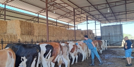 Söke’de 7 mahallede şap karantinası kalktı
