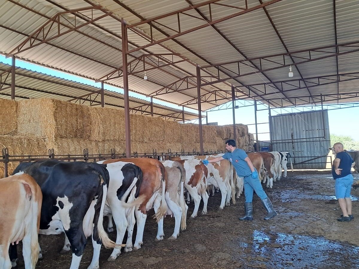 Söke’de 7 mahallede şap karantinası kalktı
