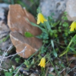 Ağlayan Gelinler çiçek açtı