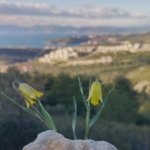 Ağlayan Gelinler çiçek açtı