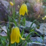 Ağlayan Gelinler çiçek açtı