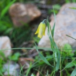 Ağlayan Gelinler çiçek açtı