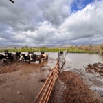 Aşırı yağışlar sonrası Söke’de hayvanlar güvenli bölgelere alındı
