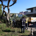 Aydın Büyükşehir Belediyesi’nden Efeler’in yeşil alanlarına bakım