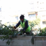 Aydın Büyükşehir Belediyesi’nden Efeler’in yeşil alanlarına bakım
