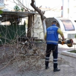 Aydın Büyükşehir Belediyesi’nden Efeler’in yeşil alanlarına bakım