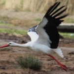 Aydın’da ilk leyleği gördü, bir çuval unu kaptı