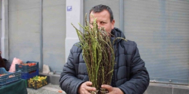 Aydın’ın yöresel lezzeti kedirgen ve sarmaşıklar pazar tezgahlarını süslemeye başladı