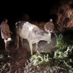 Bataklığa saplanan hayvan kurtarıldı