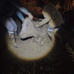 Bataklığa saplanan hayvan kurtarıldı