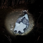 Bataklığa saplanan hayvan kurtarıldı