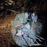 Bataklığa saplanan hayvan kurtarıldı