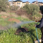 Bozdoğan’da yabani ot mücadelesi