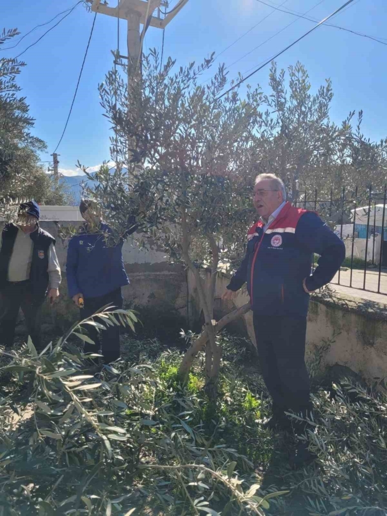 buharkentte kursiyerler zeytin agaclari basinda ter doktu 952d62845768