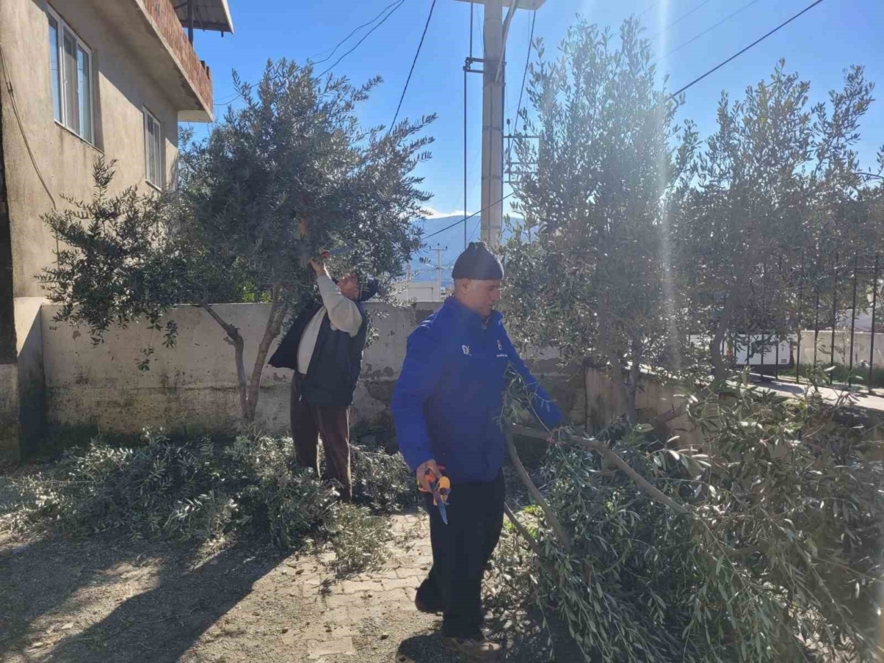 Buharkent’te kursiyerler zeytin ağaçları başında ter döktü 9 Buharkent’te kursiyerler zeytin ağaçları başında ter döktü