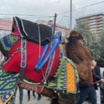 DEGÜF üyeleri deve güreşlerinin yapılmamasını protesto etti
