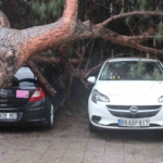 Dev çam ağacı park halindeki araçların üzerine devrildi