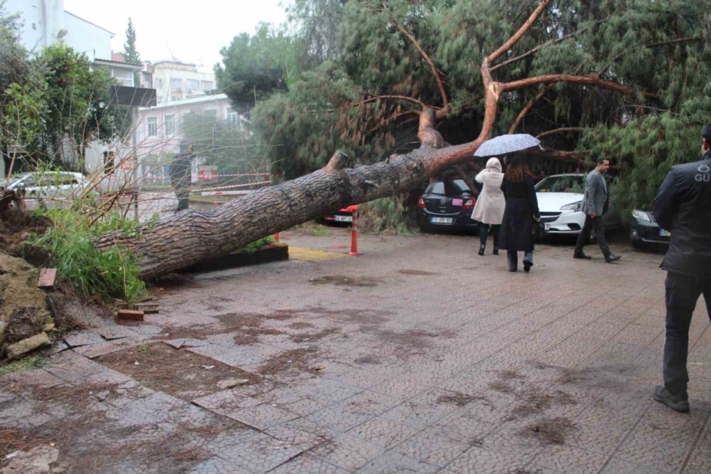 dev cam agaci park halindeki araclarin uzerine devrildi 4b951a93d91b