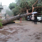 Dev çam ağacı park halindeki araçların üzerine devrildi