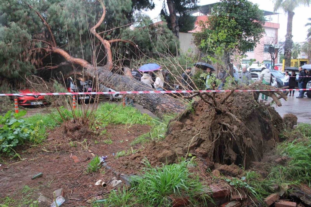 Dev çam ağacı park halindeki araçların üzerine devrildi 7 Dev çam ağacı park halindeki araçların üzerine devrildi