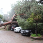 Dev çam ağacı park halindeki araçların üzerine devrildi