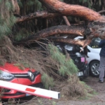 Dev çam ağacı park halindeki araçların üzerine devrildi
