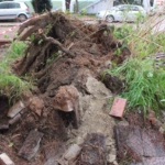 Dev çam ağacı park halindeki araçların üzerine devrildi