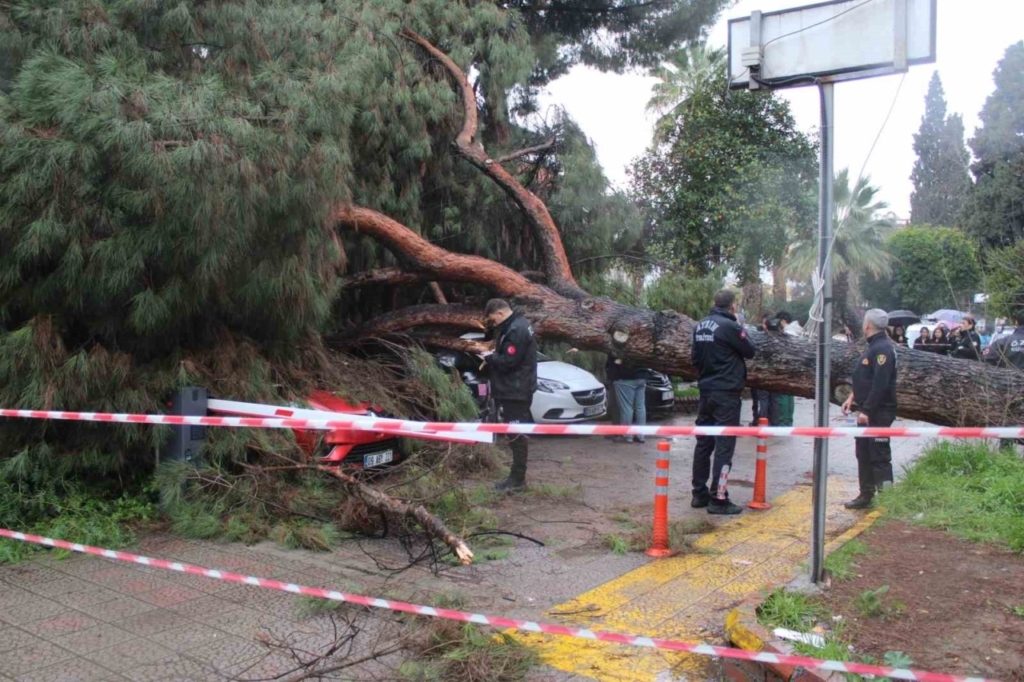 dev cam agaci park halindeki araclarin uzerine devrildi f2d32cf7bdca