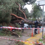 Dev çam ağacı park halindeki araçların üzerine devrildi
