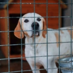 Didim Belediyesi can dostlar için mama üretiminde kapasiteyi artırdı