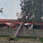 Efekent Pazaryeri’nde rüzgar ağacı devirdi