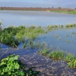 Köşk’te su altında kalan ve zarar gören ekili tarım alanları tespit edildi