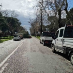 Nazilli’de fırtınayla devrilen dev çam ağacı karayolunu trafiğe kapadı