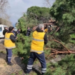 Nazilli’de fırtınayla devrilen dev çam ağacı karayolunu trafiğe kapadı