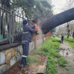Nazilli’de fırtınayla devrilen dev çam ağacı karayolunu trafiğe kapadı