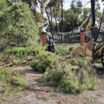 Nazilli’de fırtınayla devrilen dev çam ağacı karayolunu trafiğe kapadı