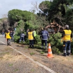Nazilli’de fırtınayla devrilen dev çam ağacı karayolunu trafiğe kapadı