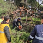 Nazilli’de fırtınayla devrilen dev çam ağacı karayolunu trafiğe kapadı