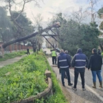 Nazilli’de fırtınayla devrilen dev çam ağacı karayolunu trafiğe kapadı